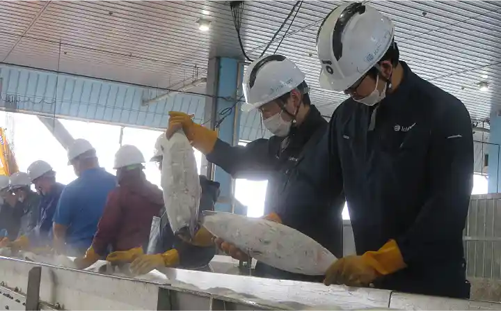 150年以上脈々と受け継がれてきた目利き力で、焼津式かつおのたたき鬼わら焼き」に適したかつおだけを見極めます。