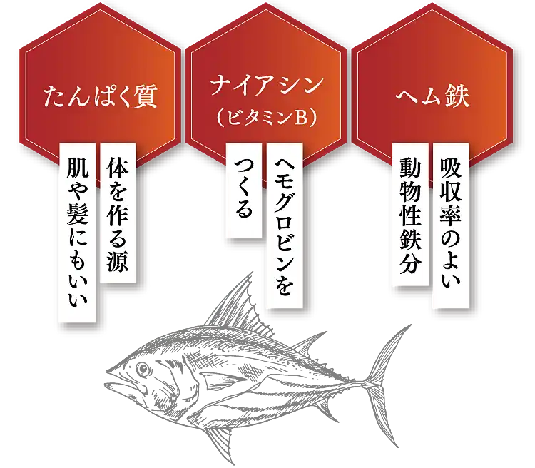 「たんぱく質」体を作る源肌や髪にもいい「ナイアシン
（ビタミンB）」ヘモグロビンをつくる「ヘム鉄」吸収率のよい動物性鉄分