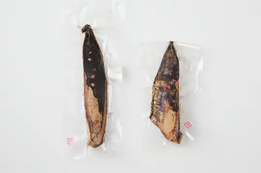 冷蔵庫に入れるだけ